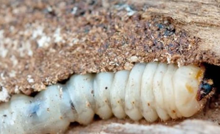 Ağaç Kurdu İlaçlama