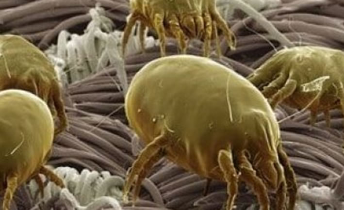 Akar, Mite (Mayt) İlaçlama