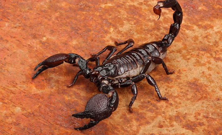 Akrep İlaçlama