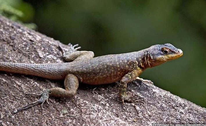 Kertenkele İlaçlama