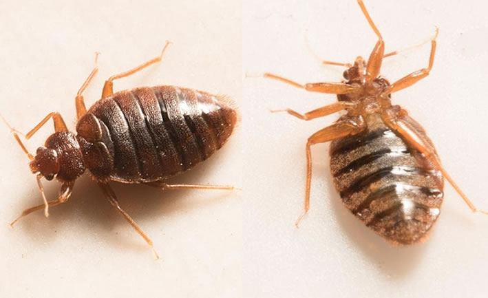 Tahta Kurusu İlaçlama